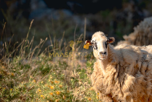 lun-10